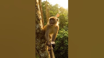 Ai video monkey #veo3 #funny #ai #comedy #aivideo #gemini #viral #animals #monkey #music