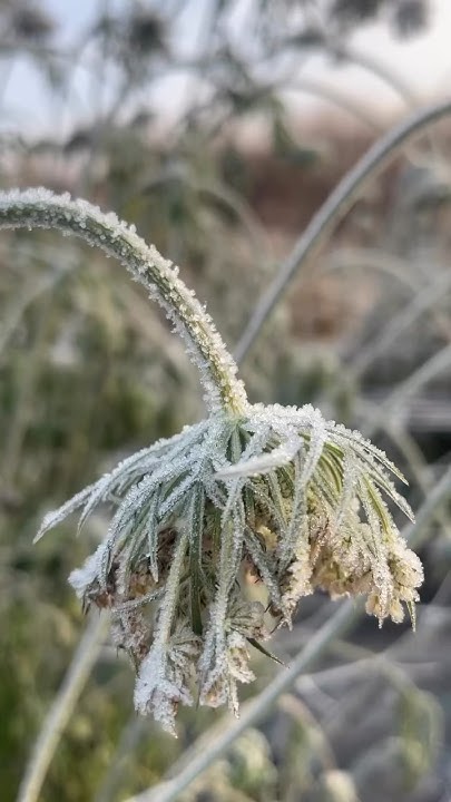 ️Заморозки на цветочной ферме #цветы #garden #flower #волга #дача # ...