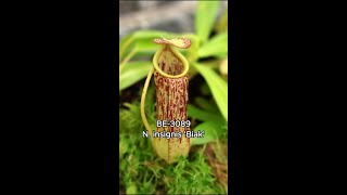 New Introduction N. insignis 'Biak' | BE-3089