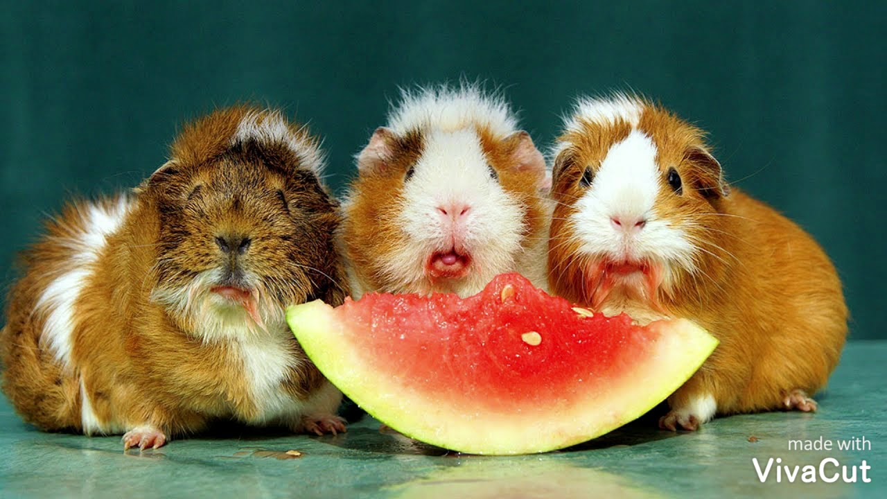 10 safe veggies and fruits for guinea pigs YouTube