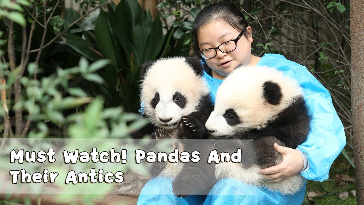 ⁣Must Watch 4 ! Pandas And Their Antics | iPanda