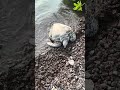 Green sea turtle in the island of Kona Hawaii!!!! How’s everyone doing ?