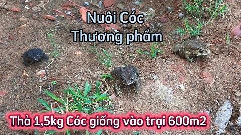 Nuôi Cóc thương phẩm, thả 1,5kg Cóc giống đầu tiên vào trại cóc 600m2