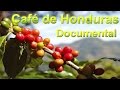 Café de Honduras Historia Regiones Geográficas y Variedades de Cafe  Documental Completo