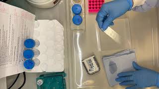 Visium 10x Tissue Optimisation protocol- 5 hours in 3 minutes