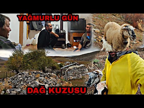 Video: Sevimli Kuzu - Yeni Yıl Hatırası