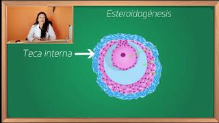 EJE HIPOTÁLAMO HIPÓFISIS OVARIO ENDOMETRIO