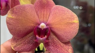 Орхидеи провожают зиму цветением