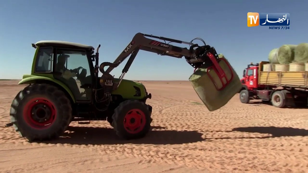 غرداية: مستثمرون خواص يحققون أرقاما عالية في إنتاج الأعلاف الغنية بالبروتين