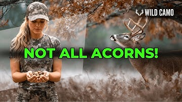 Bow Hunting Oak Trees the RIGHT Way for Big Whitetails