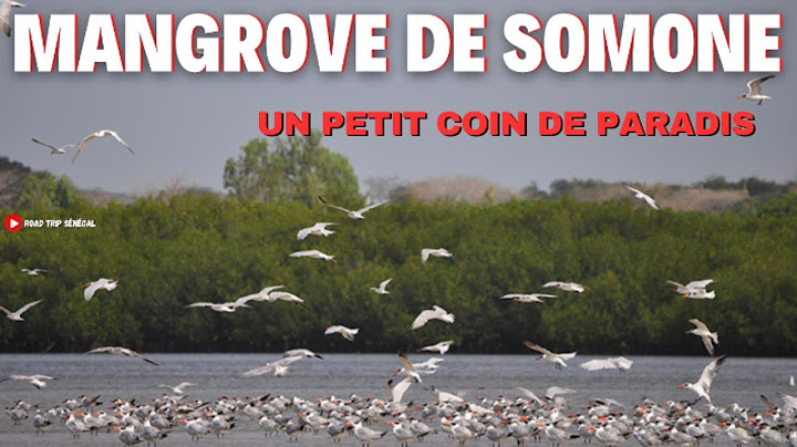 Mangrove de Somone : Voyage Intime au Cœur d'un Paradis Naturel