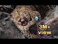 Leopard Rescued From Wire Trap | Forest Department Nashik | Eco Echo Foundation