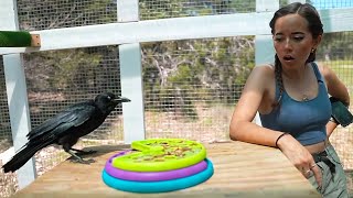 Maya gives the crows and rats their enrichment at Alveus