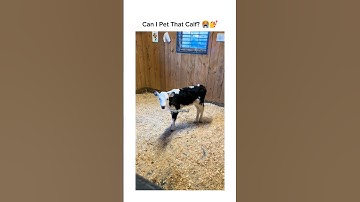 You Found Your Moo 🐄💅 #moo #funnyanimals