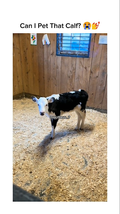 You Found Your Moo ๐๐
#moo #funnyanimals