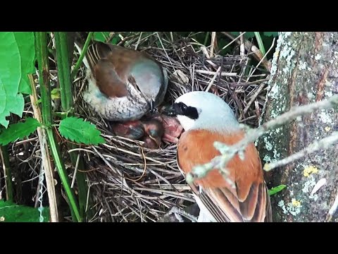 Video: Katera Ptica Leti Najhitreje