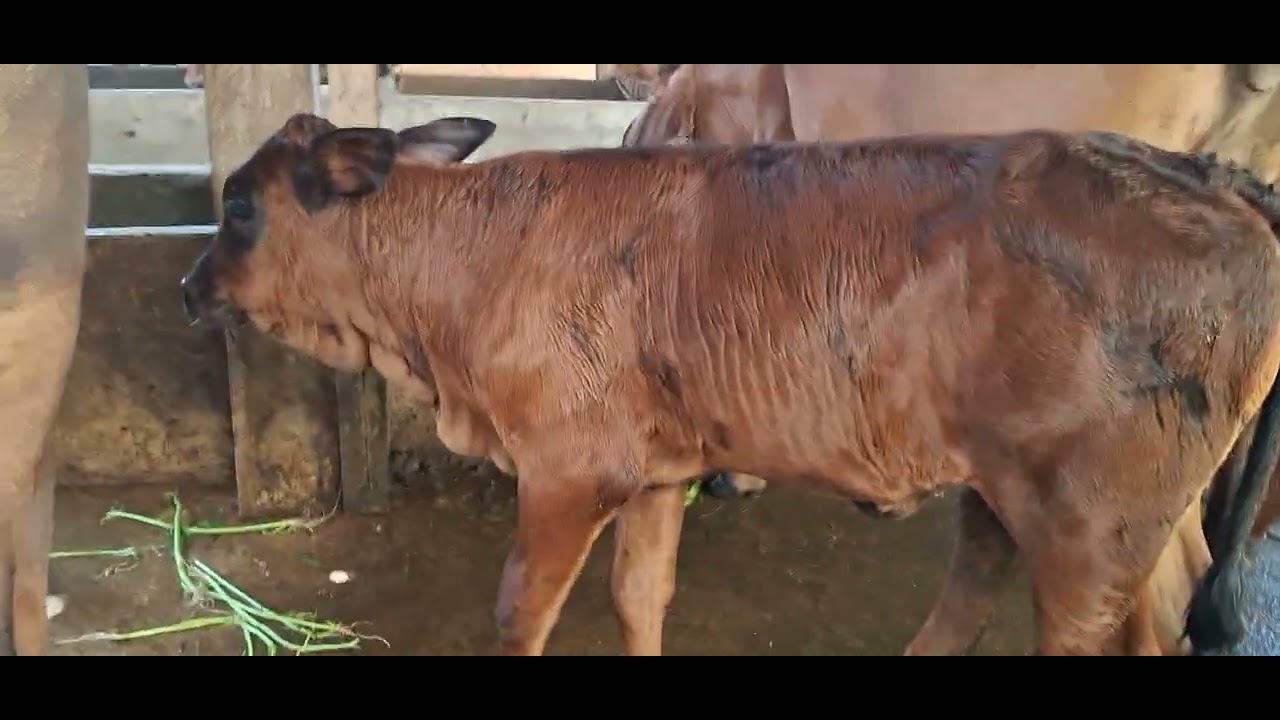 21/2/2026 bán mẹ con bò cái bbb tàng nhất lh.0972976308.củ chi tphcm.