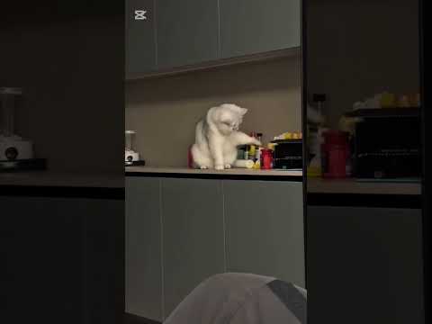 The Most Annoying Cat Habit! 😂😻 #cats #catsofyoutube #catvideos