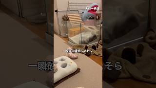 砂に擬態❓　お食事中に砂浴びするチンチラ＃chinchilla＃チンチラ＃shorts