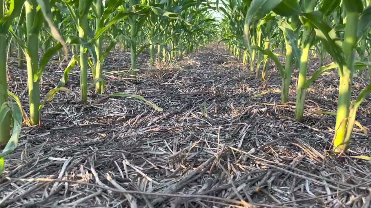Кукуруза, No-till