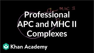 Professional antigen presenting cells (APC) and MHC II complexes | NCLEX-RN | Khan Academy