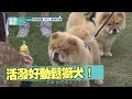 【萌寵】活力無限！94很愛玩！鬆獅寶寶讓你不累不累！