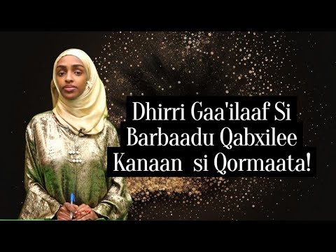 Dhiirrii Gaa Ilaaf Si Barbaadu Qabxilee Kanaan Si Qormaata