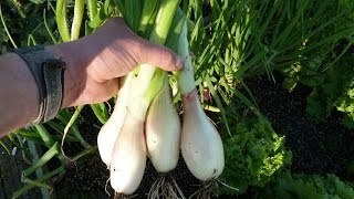 Allotment Diary : Planting out the Banana Shallot plants