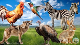 Lovely Animal Moments Around Us: Rabbit, Hummingbird, Wolf, Zebra, Vulture - Wild Animal Sounds by Wild Animal Sounds 2,288 views 5 days ago 30 minutes