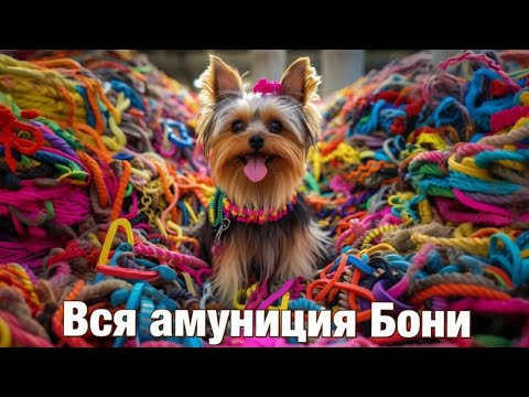 Вся амуниция моей собаки / Рулетки / Поводки / Шлейки / Ошейники / Ринговки / Адресники / Намордники