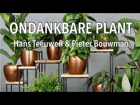 Hans Teeuwen & Pieter Bouwman, Ondankbare Plant (? audio),