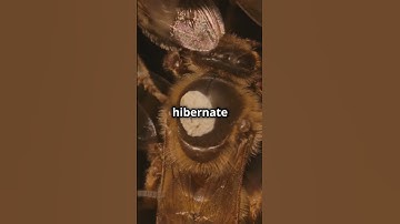 🐝 Incredible Bee Facts You Won’t Believe! 😱✨ #BeeMagic #WildlifeWonders #fascinatingcreatures