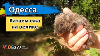 Катаем Ежа на велике в парк и ныряем на пляже у Санторини