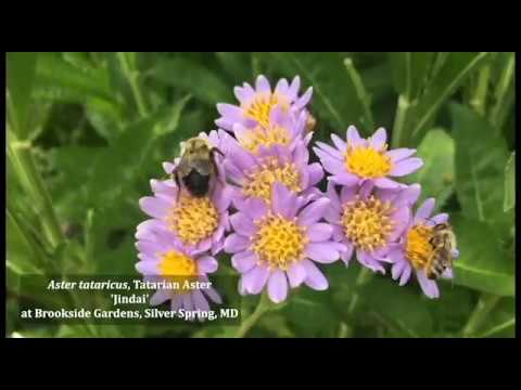 Video: Trồng hoa Blue Aster: Các loại cây Blue Aster phổ biến