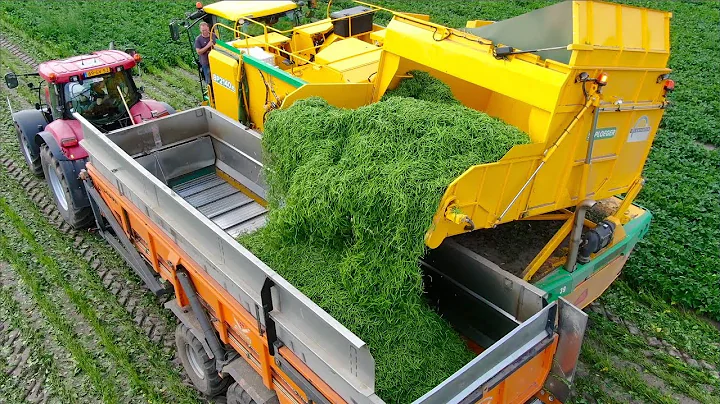 Picking Green Beans | New Ploeger BP2140e Bean Pic...