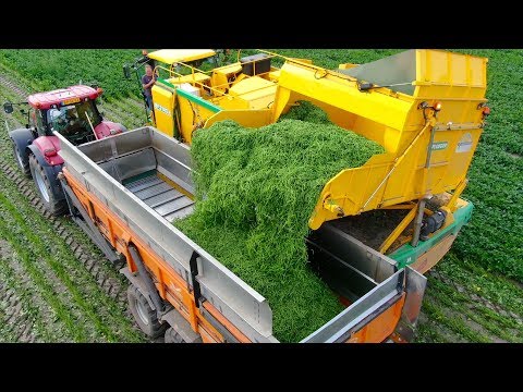 Picking Green Beans | New Ploeger BP2140e Bean Picker  | Laarakker Well | Harvesting Haricot Verts