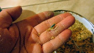 видео: Проращивание семян в опилках картинка: Проращивание семян в опилках