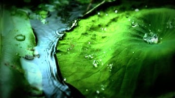 The Flashbulb -  Undiscovered Colors [Official Video]