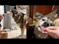 Husky Tells Auntie Off For Coming Home LATE!