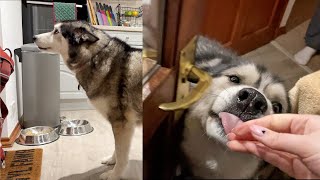 Husky Tells Auntie Off For Coming Home LATE! by K'eyush The Stunt Dog 47,549 views 1 month ago 3 minutes, 33 seconds