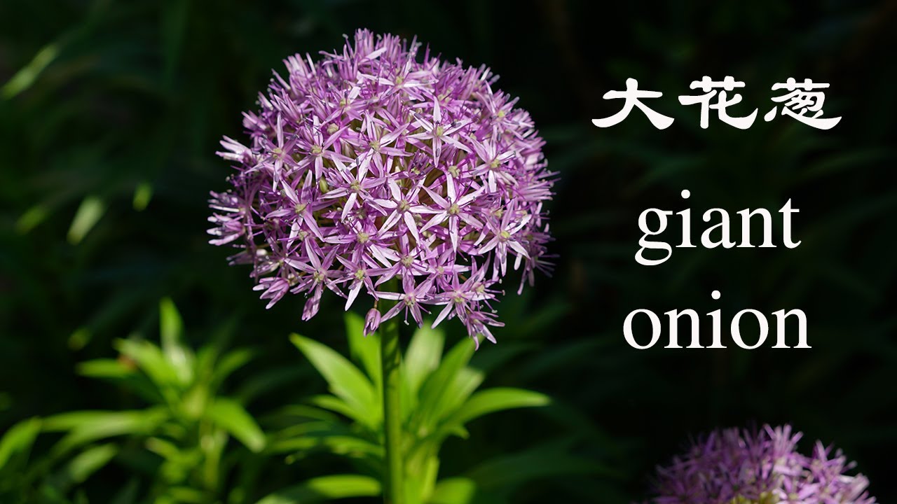 Me Reading 认识大花葱 Allium Giganteum Regel Giant Onion My Photography Youtube