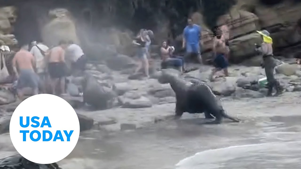 Protective sea lions startle tourists at crowded California beach | USA TODAY