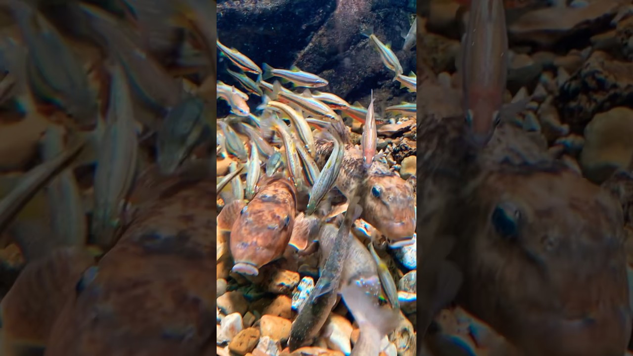 Northern Hogsucker Fish #aquarium #oklahoma #shorts #jennscrittercorner