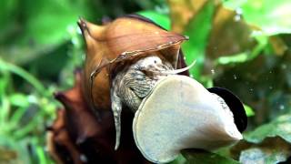 My Aquarium World 2016 Peter Faltys