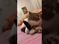 Cat cleans her tail