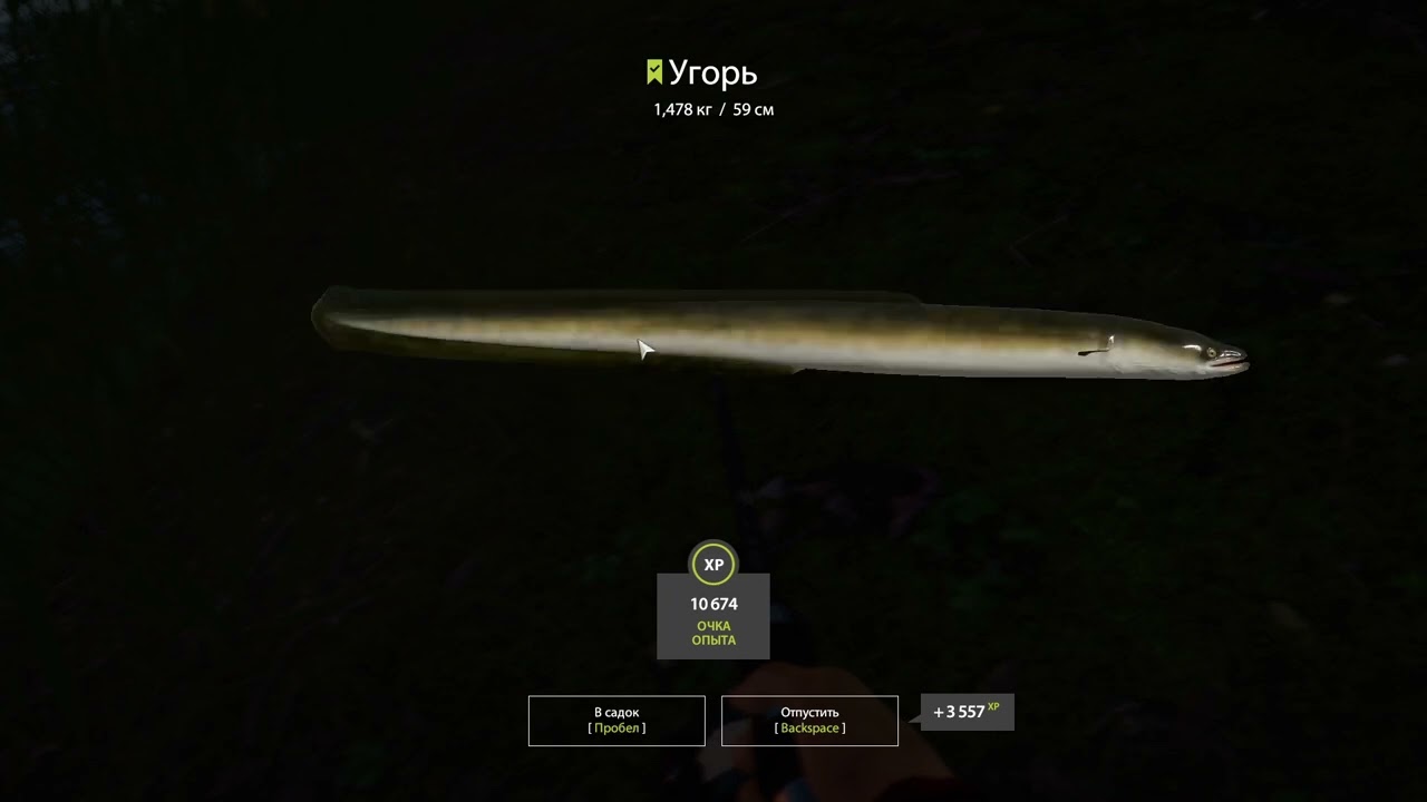 Russian Fishing 4 2022 угорь спустя 3 часа реального времени