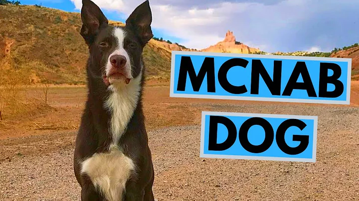 McNab Dog Breed - Facts and Information