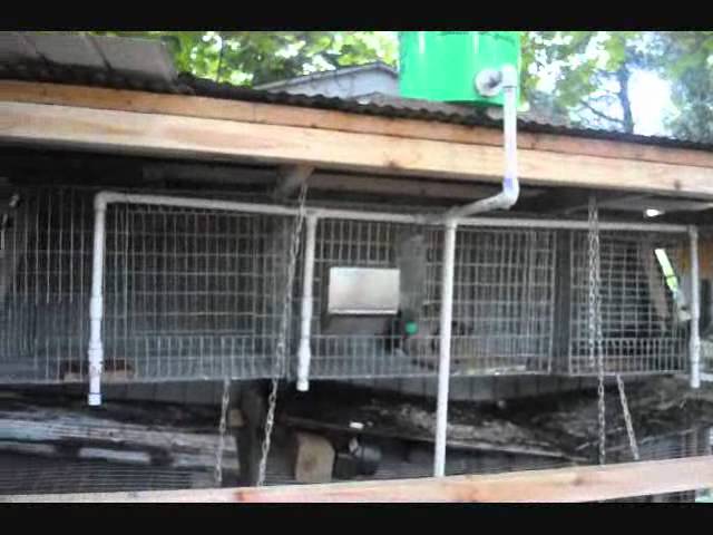 rabbit rabbit automatic drinker