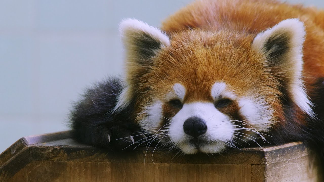 小熊猫 小熊猫| Red Panda｜e动物园，来自中国上海动物园- YouTube