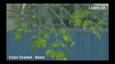 Lumix s5 - V-log vs Color grade - video test